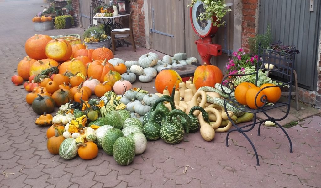 Herbstsaison ist Kürbissaison