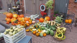 Wir feiern unsere Ernte im Oktober 2022
