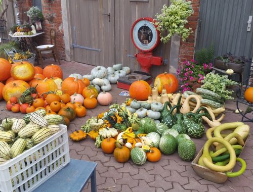 Wir feiern unsere Ernte im Oktober 2022