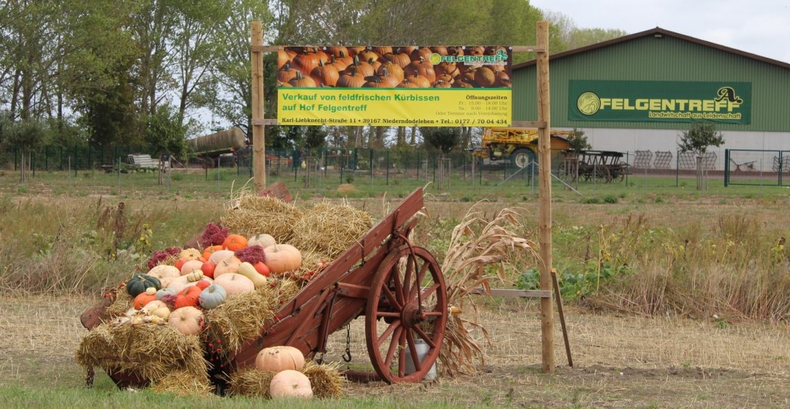Kürbisernte beginnt im August